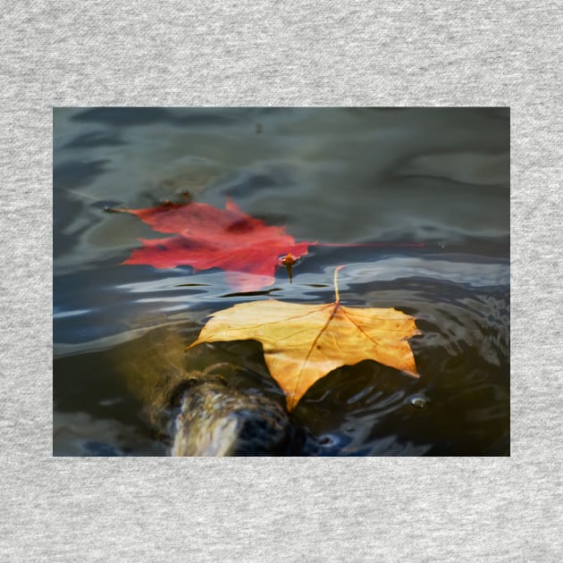 Autumn Floating Leaves by Nigdaw